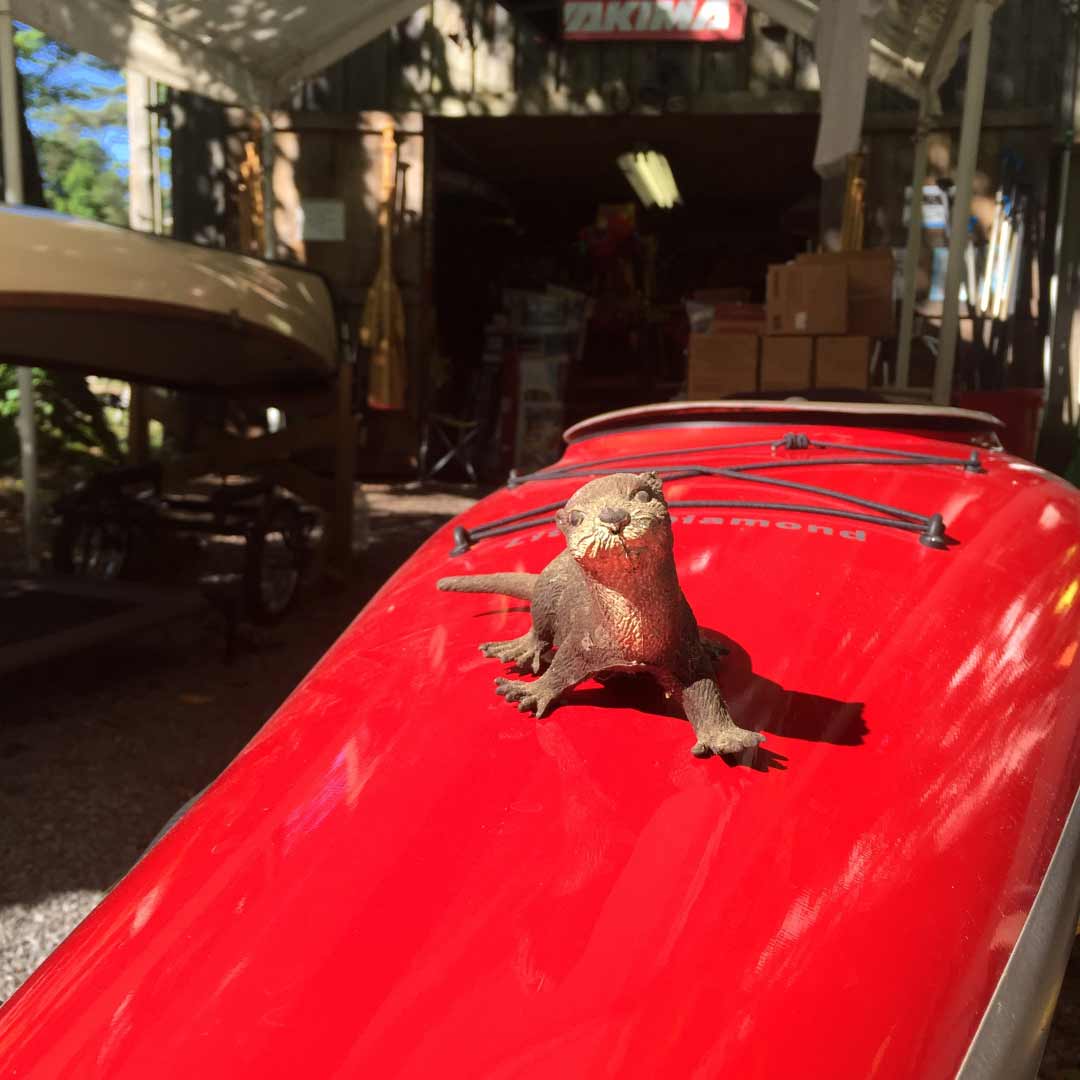 Otter on Canoe